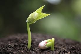 plant seed