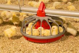 poultry equipment