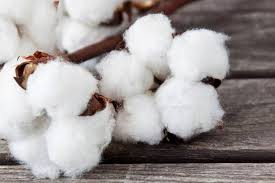 raw cotton and cotton waste