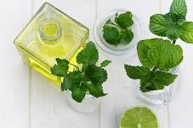 menthol essential oil and aromatic oil