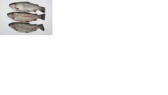 marine products