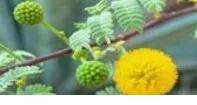 herbs and natural remedies