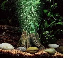 aqua culture aquarium aquarium fishes and accessories