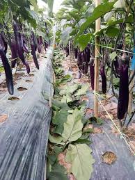 other miscellaneous agro products