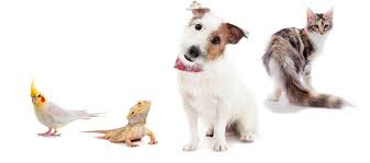 pet animal products