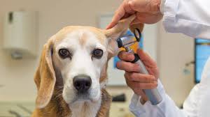 veterinary medicine