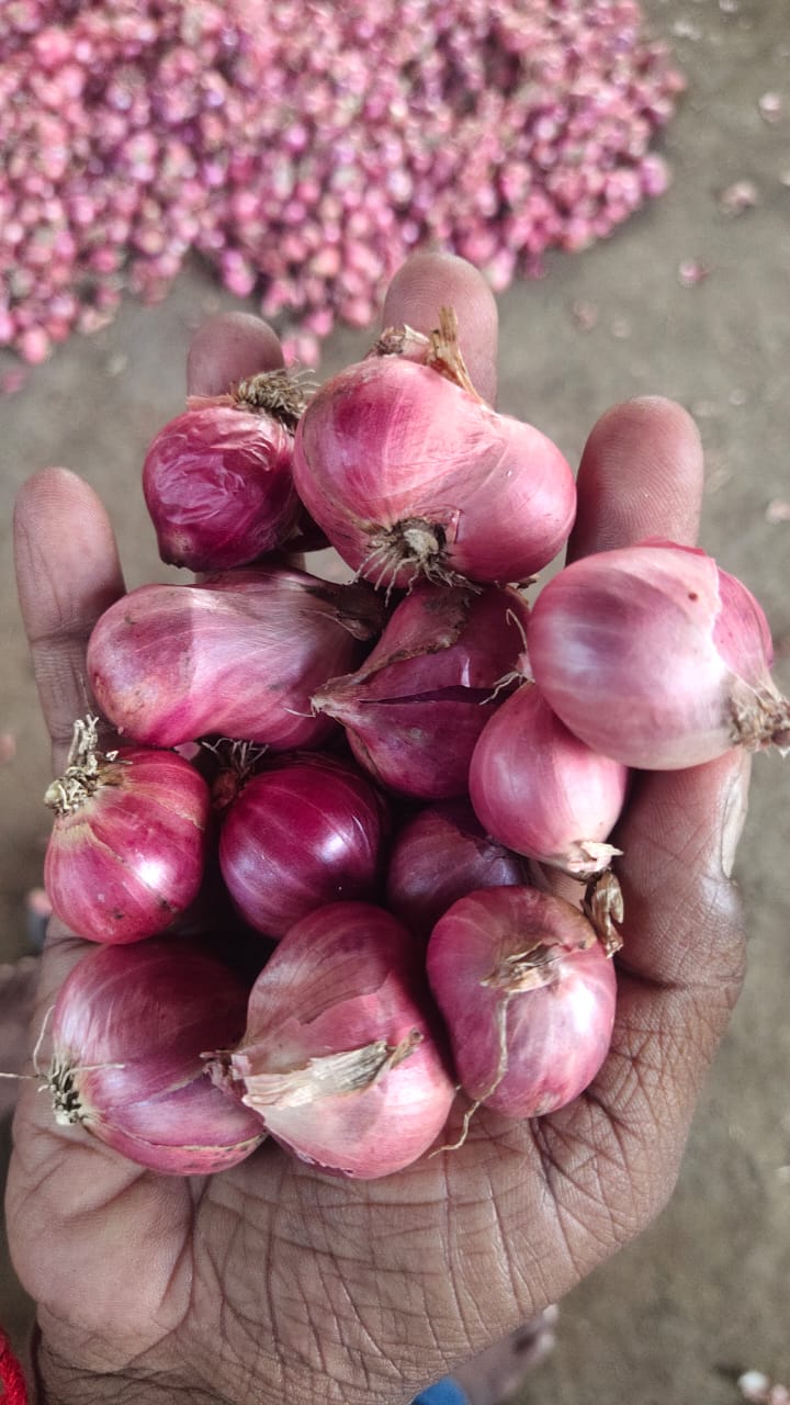 Onion, ginger,l