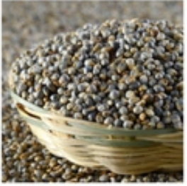 Pearl Millet