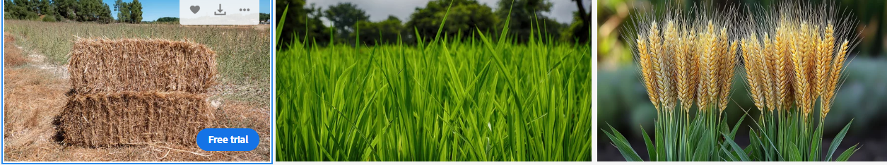 COW FODDER