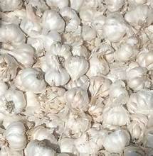 FRESH GARLIC B GRADE
